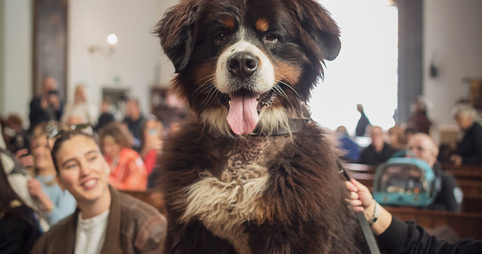 Vier Dierendag in Rotterdam